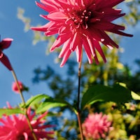 the flowers are pink